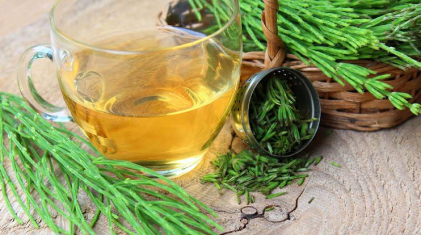 Cola de Caballo: Un Diuretico Natural